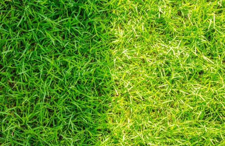 close up image fresh spring green grass 1232 4266